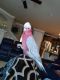Galah Cockatoo Birds for sale in Newcastle, CA 95658, USA. price: $750