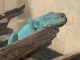 Galapagos Land Iguana Reptiles