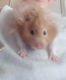Gansu Hamster Rodents for sale in Virginia Beach, VA, USA. price: NA
