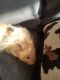 Gansu Hamster Rodents