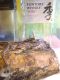 Garter Snake Reptiles for sale in Maple Grove, MN, USA. price: NA