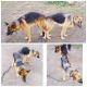 Gawii Puppies for sale in Merrillville, IN, USA. price: NA