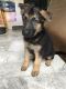 Gawii Puppies for sale in Ocala, FL, USA. price: NA