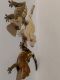Gecko Reptiles for sale in Knoxville, TN, USA. price: NA