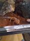 Gecko Reptiles for sale in Bull Shoals, AR 72619, USA. price: $300