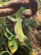 Gecko Reptiles for sale in 12 Hemenway St, Boston, MA 02115, USA. price: NA