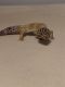 Gecko Reptiles for sale in Groveland, FL 34736, USA. price: NA