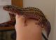 Gecko Reptiles for sale in Irvine, CA, USA. price: $100