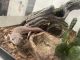 Gecko Reptiles for sale in Conyers, GA 30012, USA. price: NA