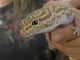 Gecko Reptiles for sale in West Jordan, UT 84084, USA. price: $75