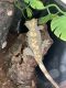 Gecko Reptiles