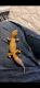 Gecko Reptiles for sale in Winchester, VA 22601, USA. price: NA
