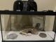 Gecko Reptiles for sale in Bend, OR, USA. price: $175