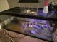 Gecko Reptiles for sale in Indianapolis, IN, USA. price: $200