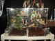 Gecko Reptiles for sale in Akron, OH, USA. price: NA