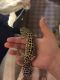 Gecko Reptiles for sale in Appleton, WI, USA. price: NA