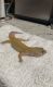 Gecko Reptiles for sale in Orange Grove Blvd, North Fort Myers, FL, USA. price: NA