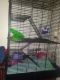 Gerbil Rodents for sale in 973 E Vine St, Murray, UT 84107, USA. price: NA