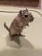 Gerbil Rodents for sale in Grafton, OH 44044, USA. price: $15
