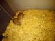 Gerbil Rodents for sale in Colbert, GA 30628, USA. price: $50