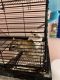 Gerbil Rodents for sale in Belgrade, MT 59714, USA. price: NA