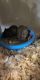 Gerbil Rodents for sale in New Bedford, MA, USA. price: NA