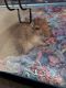 Gerbil Rodents for sale in Spanaway, WA, USA. price: NA