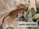 Gerbil Rodents for sale in Dodge City, KS 67801, USA. price: $30