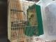 Gerbil Rodents for sale in Cincinnati, OH 45215, USA. price: NA