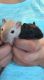 Gerbil Rodents for sale in Massillon, OH, USA. price: NA