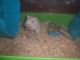 Gerbil Rodents for sale in Saginaw, MI, USA. price: NA