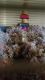Gerbil Rodents for sale in Warsaw, IN, USA. price: NA