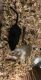 Gerbil Rodents for sale in Peoria, IL, USA. price: NA
