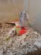 Gerbil Rodents for sale in Fremont, OH 43420, USA. price: NA