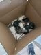 Gerbil Rodents for sale in Litchfield Park, AZ 85340, USA. price: NA