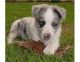 German Coolie Puppies for sale in Atlanta, GA, USA. price: $300
