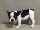 German Coolie Puppies for sale in Austin, TX, USA. price: $600