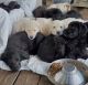 German Coolie Puppies for sale in California City, CA, USA. price: $800