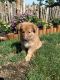 German Coolie Puppies for sale in Wenatchee, WA 98801, USA. price: $600