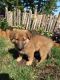 German Coolie Puppies for sale in Wenatchee, WA 98801, USA. price: NA