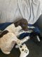 German Longhaired Pointer Puppies for sale in Nampa, ID, USA. price: $300