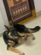 German Longhaired Pointer Puppies for sale in Pragathi Nagar, Kukatpally, Hyderabad, Telangana 500085, India. price: 20000 INR