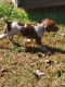 German Longhaired Pointer Puppies