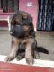 German Longhaired Pointer Puppies for sale in Dhanaura, Uttar Pradesh 244231, India. price: 8000 INR