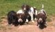 German Longhaired Pointer Puppies for sale in Michigan Ave, Inkster, MI 48141, USA. price: NA