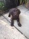German Longhaired Pointer Puppies for sale in Atlanta, GA, USA. price: NA