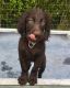 German Longhaired Pointer Puppies for sale in NJ-3, Clifton, NJ, USA. price: $500