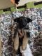 German Longhaired Pointer Puppies for sale in Chamrajpet, Bengaluru, Karnataka, India. price: 90000 INR