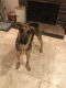 German Pinscher Puppies for sale in Orange County, CA, USA. price: NA