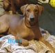 German Pinscher Puppies for sale in Columbiana County, OH, USA. price: NA